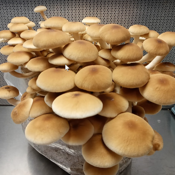 How to grow mushrooms!