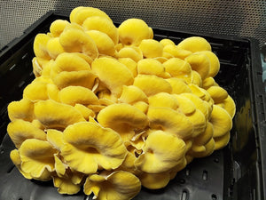 Yellow Oyster Mini Mushroom Farm Kit - Midnight Mushroom Co.