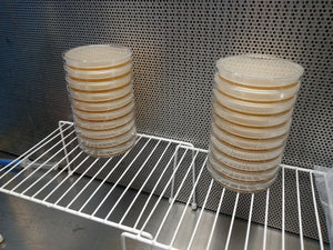 Sterile Pre-Poured Agar Plate [Individually Sealed] - Midnight Mushroom Co.