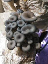 Load image into Gallery viewer, Blue Oyster Mini Mushroom Farm Kit - Midnight Mushroom Co.
