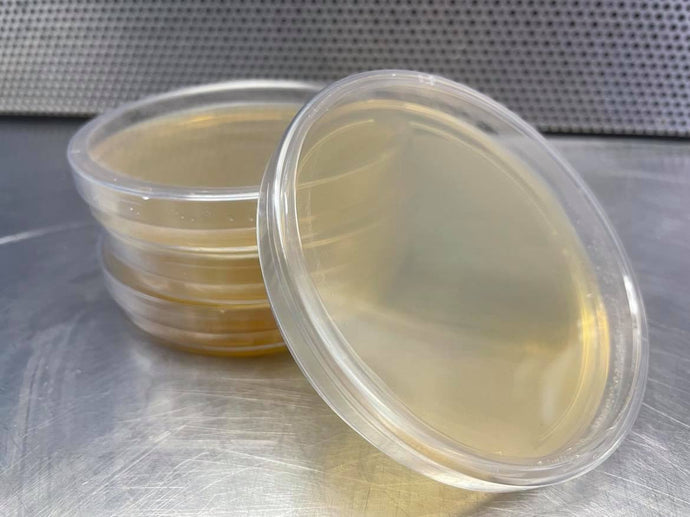 Sterile Pre-Poured LB Agar Plate [Individually Sealed] - Midnight Mushroom Co.