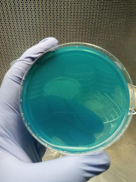 Working with Sterile Agar Plates