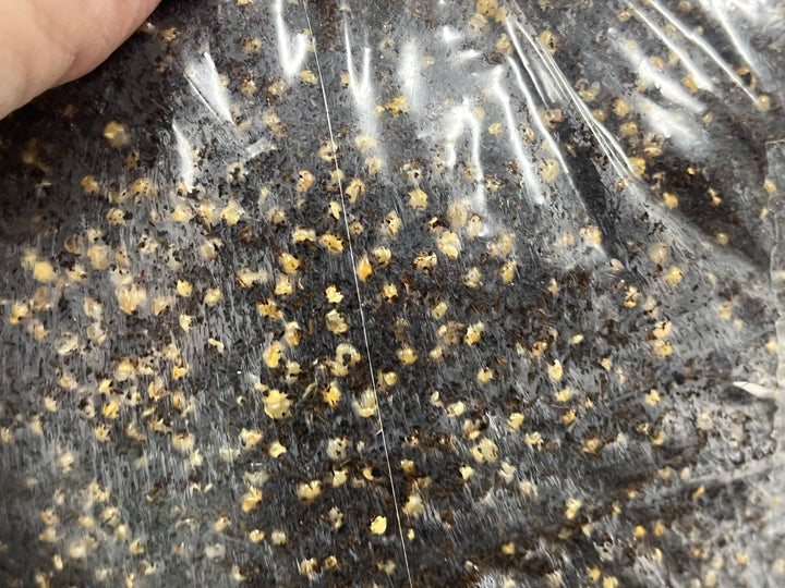 All-in-One Grow Bag - 5lb - Designed by Mycologists - No Break and Shake! - Midnight Mushroom Co.