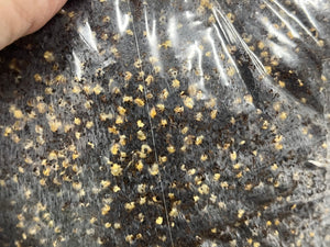 All-in-One Grow Bag - 5lb - Designed by Mycologists - No Break and Shake!