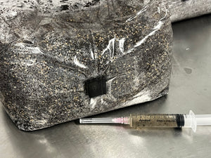 All-in-One Grow Bag - 5lb - Designed by Mycologists - No Break and Shake!