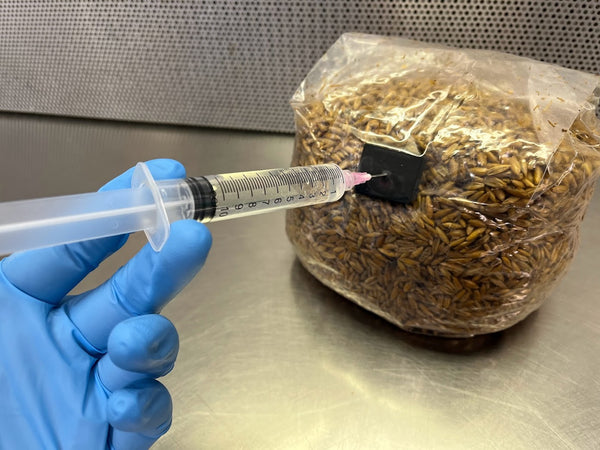 Pre-Sterilized Grain Bag (Injection Port Included) - 3lb or 6lb - Midnight Mushroom Co.