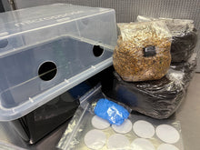 Load image into Gallery viewer, Monotub Mushroom Grow Kit
