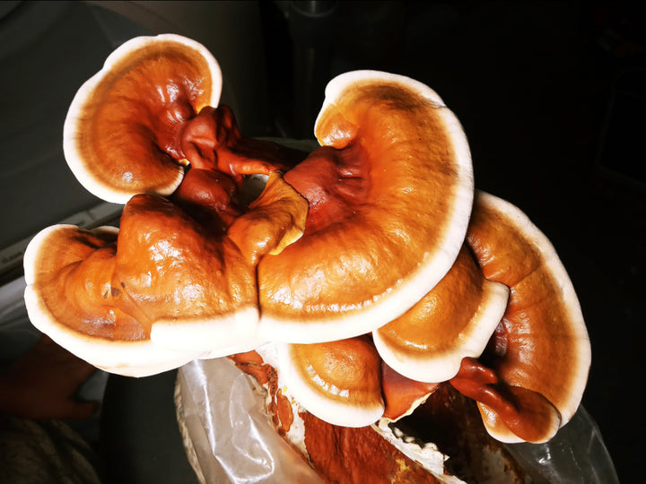 Red Reishi Liquid Culture Syringe - Midnight Mushroom Co.