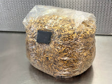 Load image into Gallery viewer, Monotub Mushroom Grow Kit
