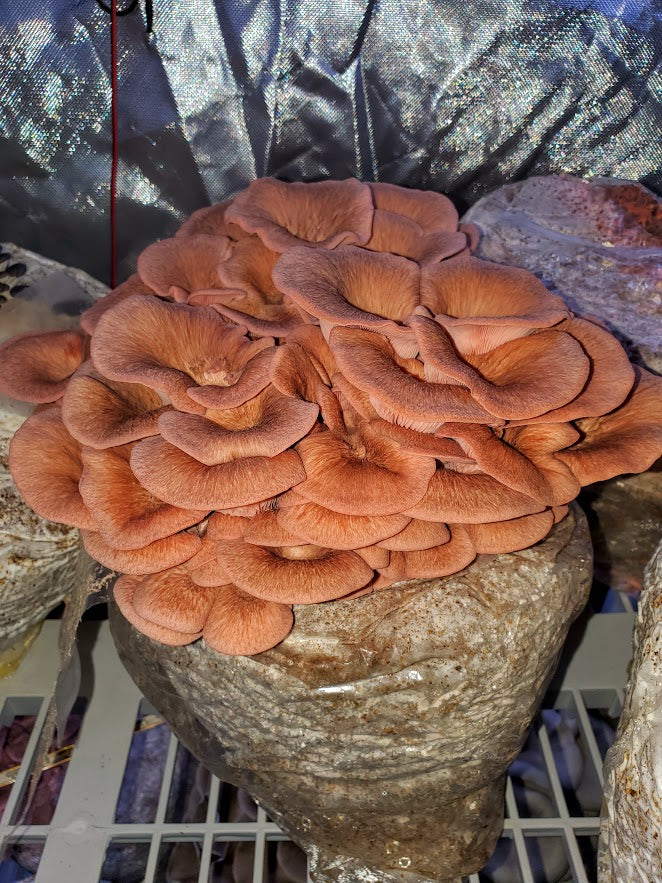 Pink Oyster Mini Mushroom Farm Kit - Midnight Mushroom Co.