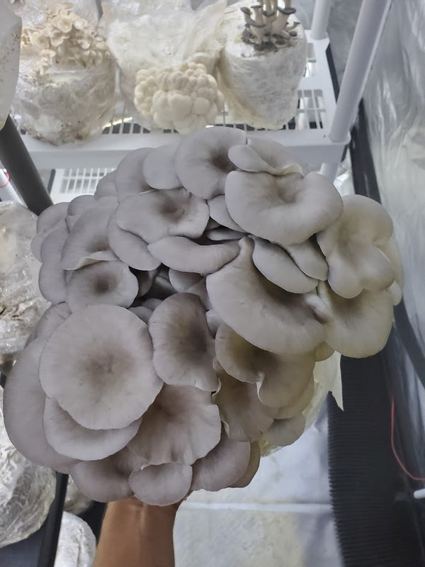 Blue Oyster Mini Mushroom Farm Kit - Midnight Mushroom Co.