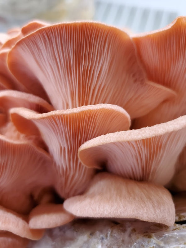 Pink Oyster Mini Mushroom Farm Kit - Midnight Mushroom Co.