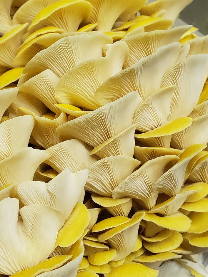 Yellow Oyster Mini Mushroom Farm Kit - Midnight Mushroom Co.