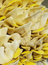 Load image into Gallery viewer, Yellow Oyster Mini Mushroom Farm Kit - Midnight Mushroom Co.
