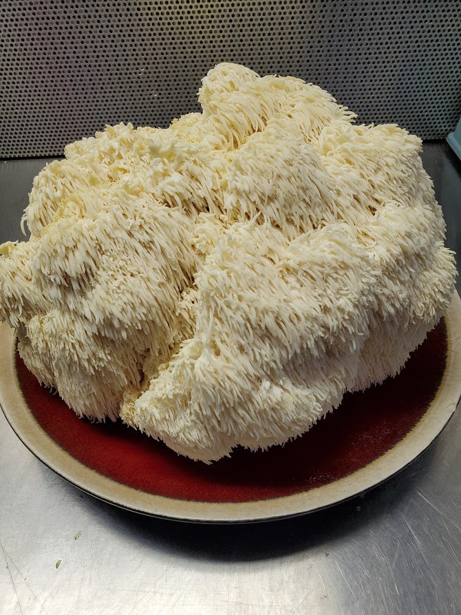 Lions Mane Mini Mushroom Farm Kit - Midnight Mushroom Co.