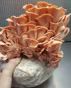Pink Oyster Mini Mushroom Farm Kit - Midnight Mushroom Co.