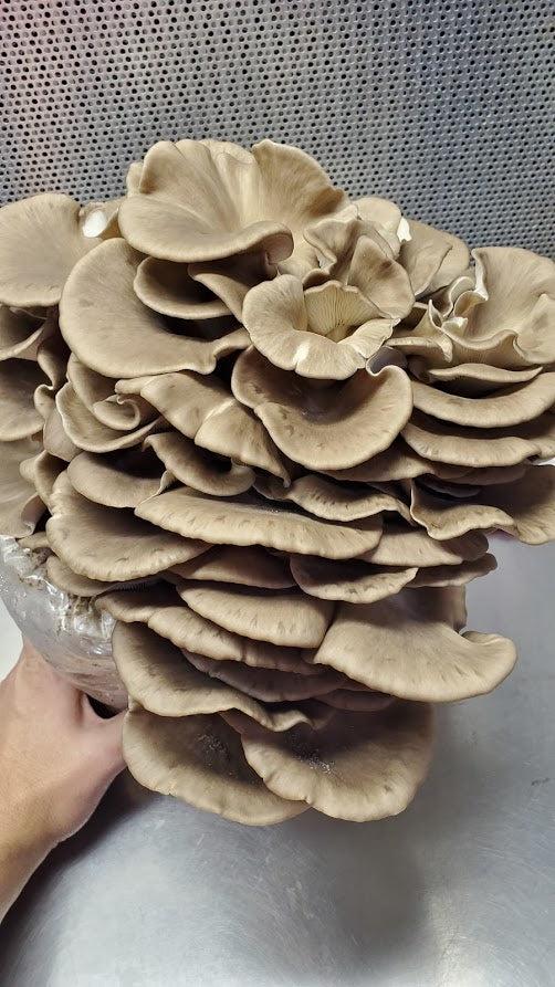 Italian Oyster Mini Mushroom Farm Kit - Midnight Mushroom Co.