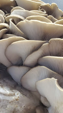 Load image into Gallery viewer, Italian Oyster Mini Mushroom Farm Kit - Midnight Mushroom Co.
