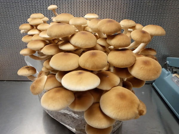 Pioppino Mini Mushroom Farm Kit - Midnight Mushroom Co.
