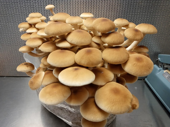 Pioppino Mini Mushroom Farm Kit - Midnight Mushroom Co.