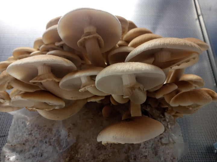 Pioppino Mini Mushroom Farm Kit - Midnight Mushroom Co.
