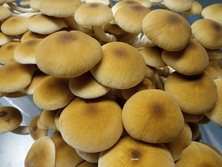Pioppino Mini Mushroom Farm Kit - Midnight Mushroom Co.