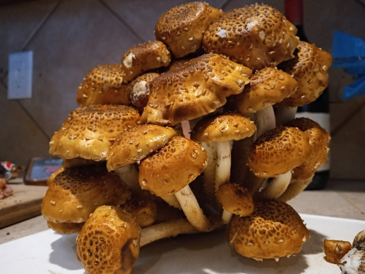Chestnut Mini Mushroom Farm Kit - Midnight Mushroom Co.
