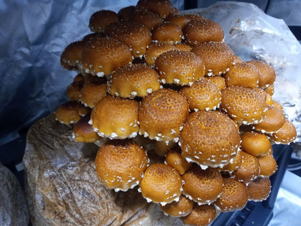 Chestnut Mini Mushroom Farm Kit - Midnight Mushroom Co.