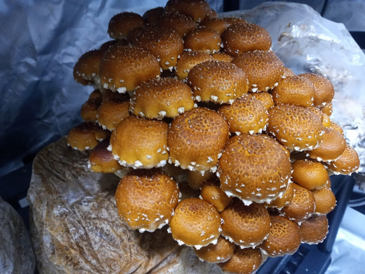 Chestnut Mini Mushroom Farm Kit - Midnight Mushroom Co.