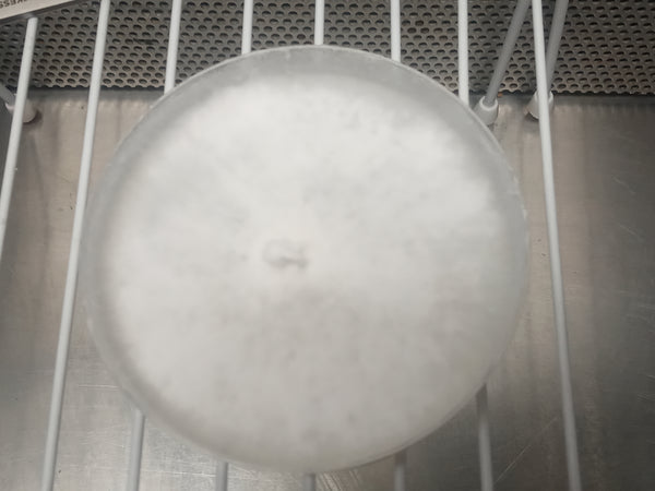 Italian Oyster (Pleurotus pulmonarius) Live Culture - Midnight Mushroom Co.