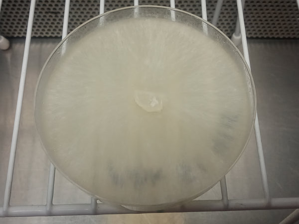 Pink Oyster (Pleurotus djamor) Live Culture - Midnight Mushroom Co.