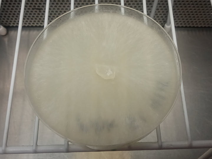 Pink Oyster (Pleurotus djamor) Live Culture - Midnight Mushroom Co.