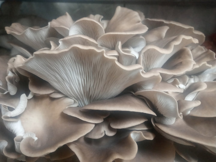 Italian Oyster (Pleurotus pulmonarius) Live Culture - Midnight Mushroom Co.