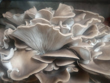 Load image into Gallery viewer, Italian Oyster (Pleurotus pulmonarius) Live Culture - Midnight Mushroom Co.
