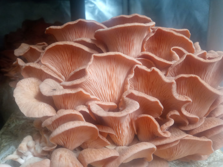 Pink Oyster (Pleurotus djamor) Live Culture - Midnight Mushroom Co.