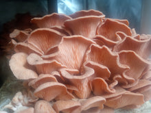 Load image into Gallery viewer, Pink Oyster (Pleurotus djamor) Live Culture - Midnight Mushroom Co.
