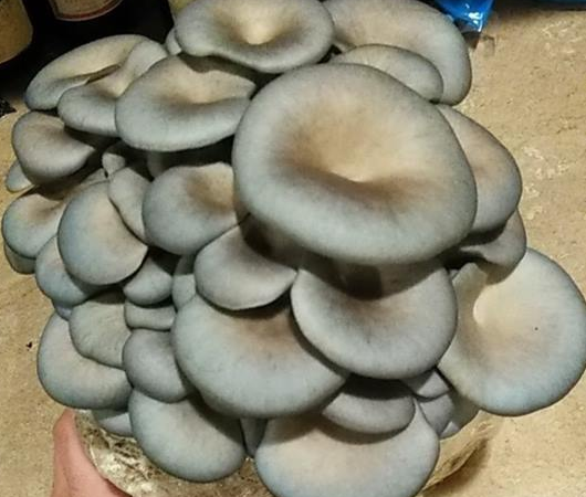Blue Oyster Mini Mushroom Farm Kit - Midnight Mushroom Co.