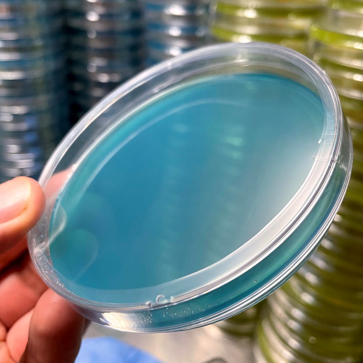 Sterile Pre-Poured Agar Plate [Individually Sealed] - Midnight Mushroom Co.