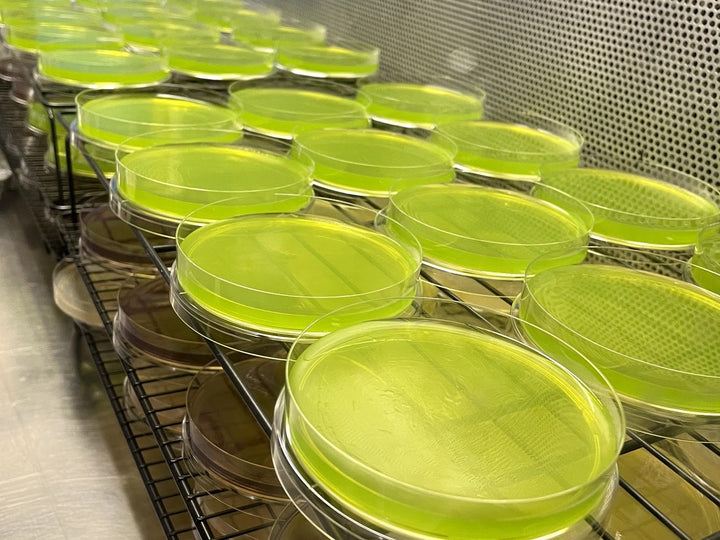 Sterile Pre-Poured Agar Plate [Individually Sealed] - Midnight Mushroom Co.