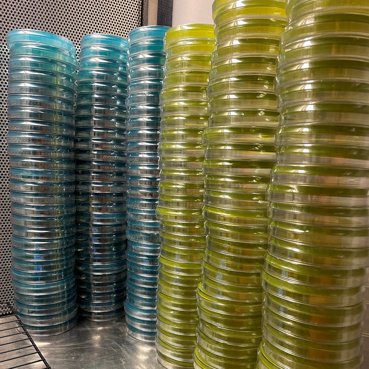 Sterile Pre-Poured Agar Plate [Individually Sealed] - Midnight Mushroom Co.