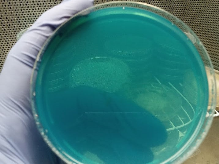 10 Pack Ready-to-Use MEA Agar Plates [Now Individually Sealed!] - Midnight Mushroom Co.