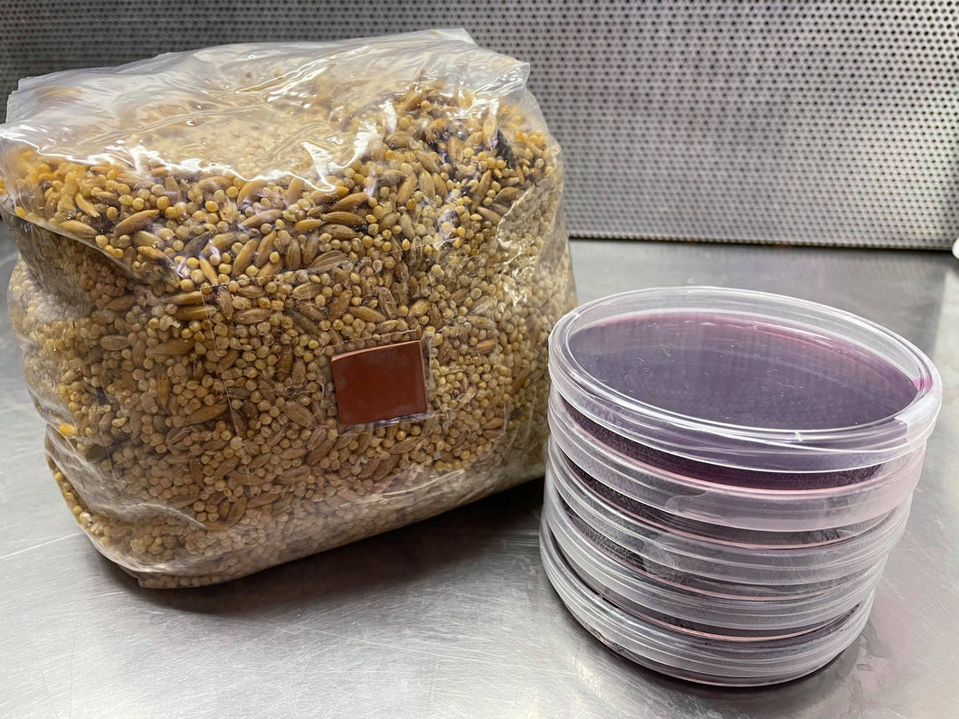 Grain Bag with 5 FREE Agar Plates - Midnight Mushroom Co.