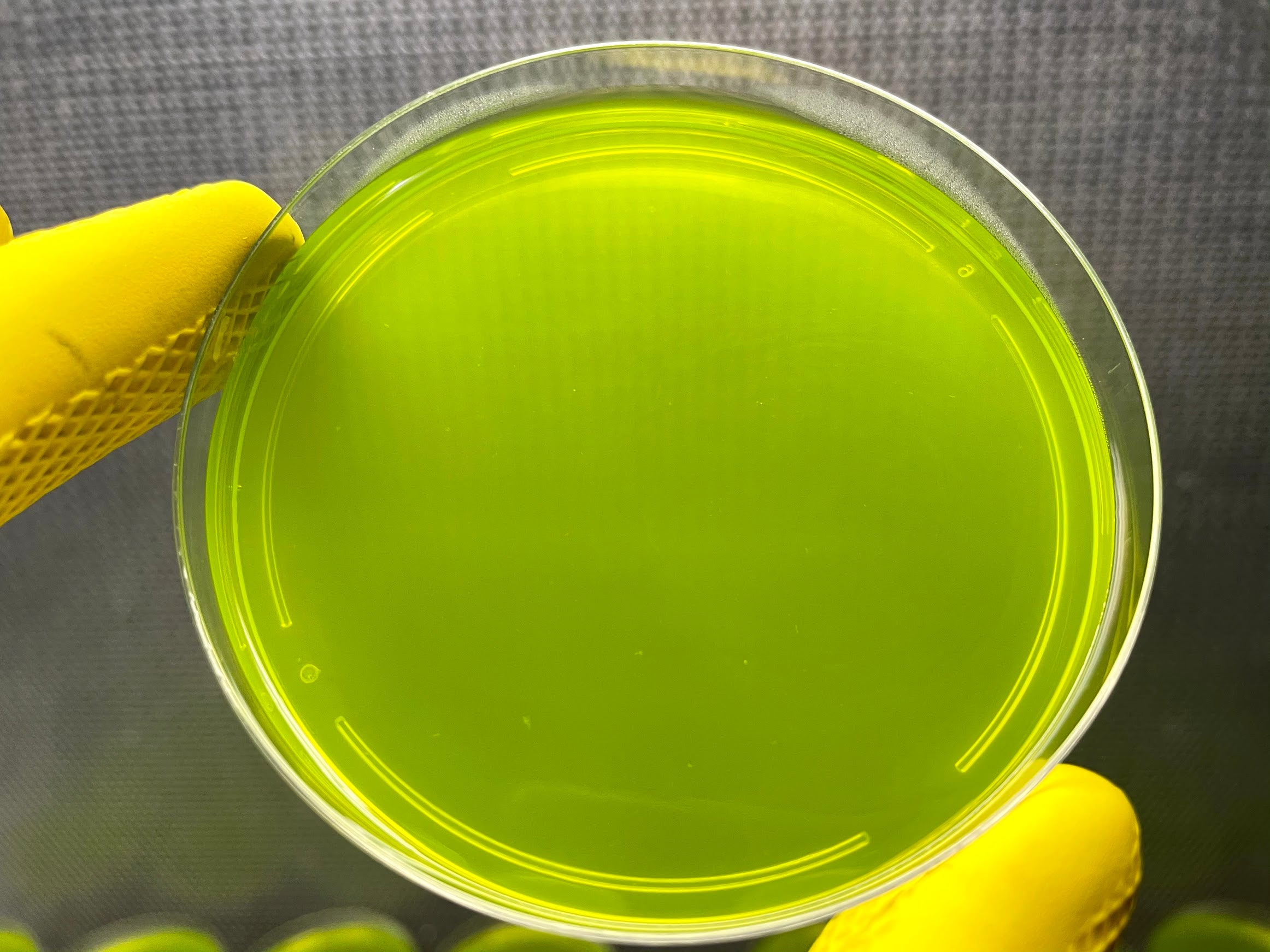 Sterilized Nutrient Agar Plates (100mm X 15mm) - 2 Plates With Sterile Swabs For Science