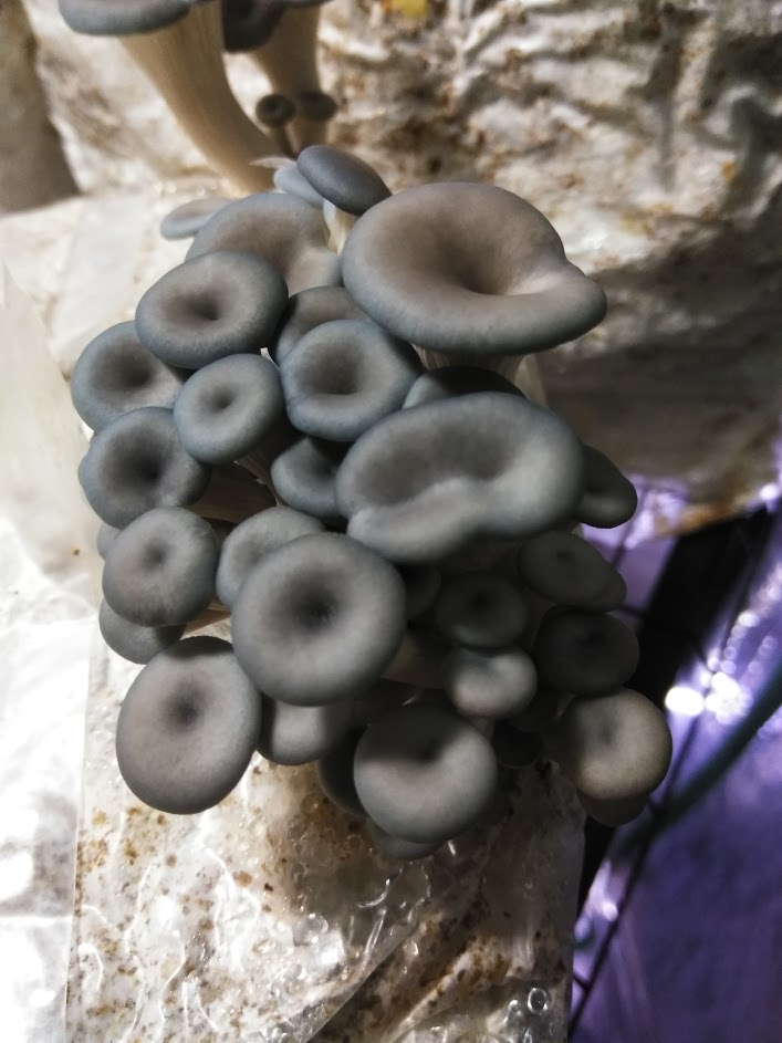 Blue Oyster Mini Mushroom Farm Kit - Midnight Mushroom Co.