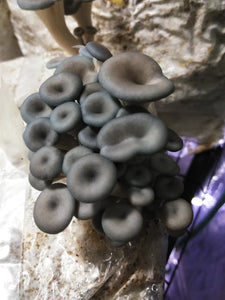 Blue Oyster Mini Mushroom Farm Kit - Midnight Mushroom Co.