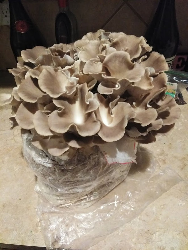 Italian Oyster Mini Mushroom Farm Kit - Midnight Mushroom Co.