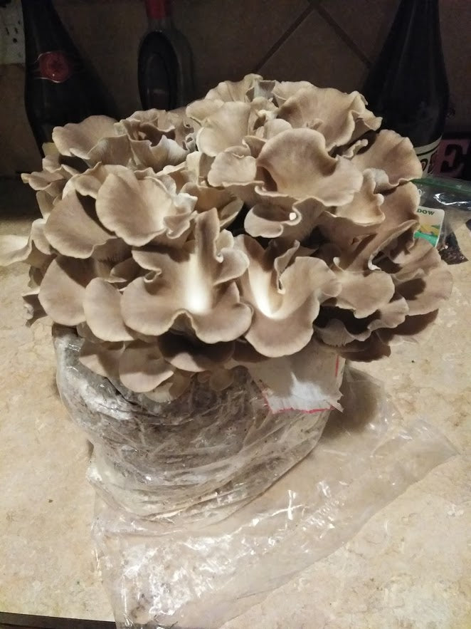 Italian Oyster Mini Mushroom Farm Kit - Midnight Mushroom Co.