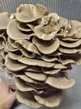 Load image into Gallery viewer, Italian Oyster Liquid Culture Syringe - Midnight Mushroom Co.

