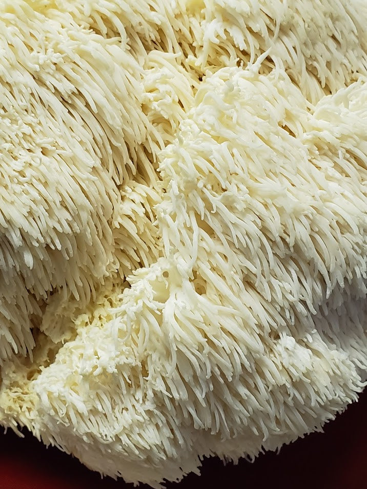 Lions Mane Mini Mushroom Farm Kit - Midnight Mushroom Co.