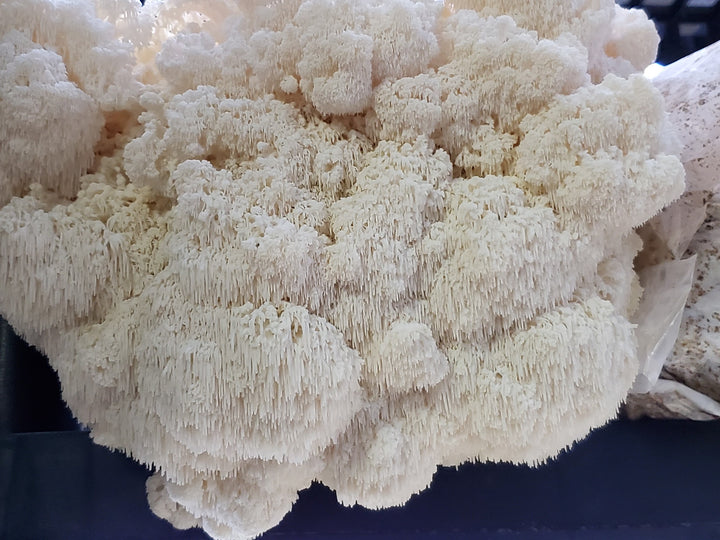 Lions Mane Mini Mushroom Farm Kit - Midnight Mushroom Co.